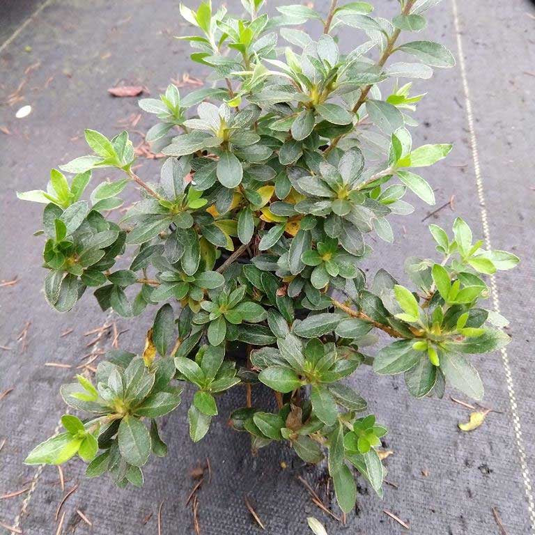 Rhododendron kiusianum 'Miyamakikoshi'  1979/067