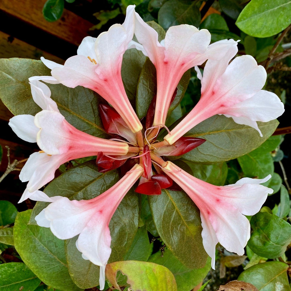 Rhododendron konori var. konori  1999/283