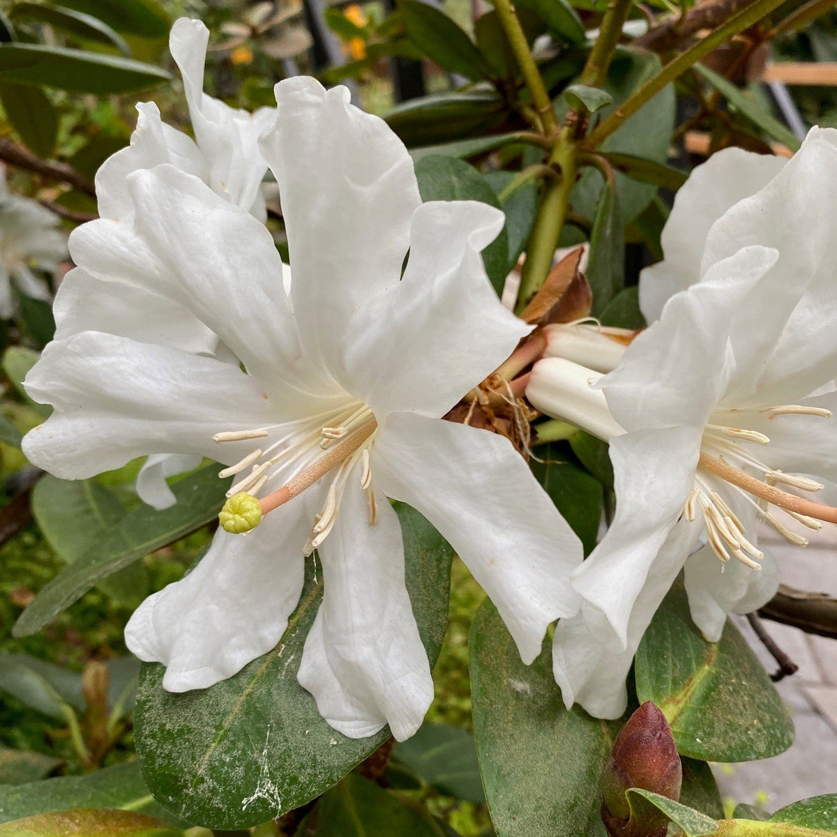 Rhododendron konori var. konori  (white)