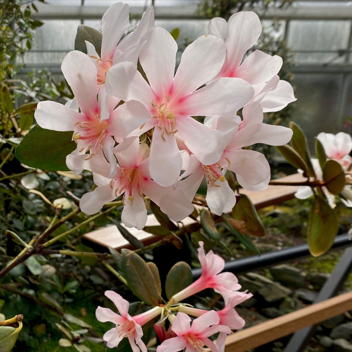 Rhododendron konori var. konori  1999/283