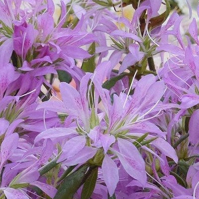 Rhododendron stenopetalum  'Koromo Shikibu'  1981/107