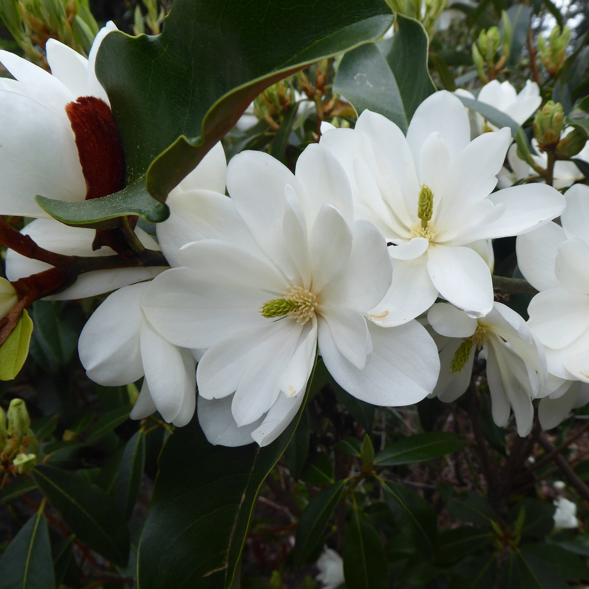 Magnolia 'Inspiration'