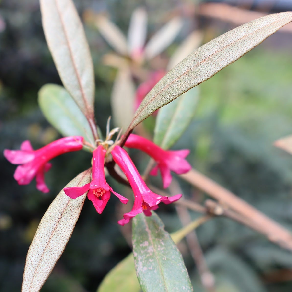 Rhododendron malayanum  1997/077