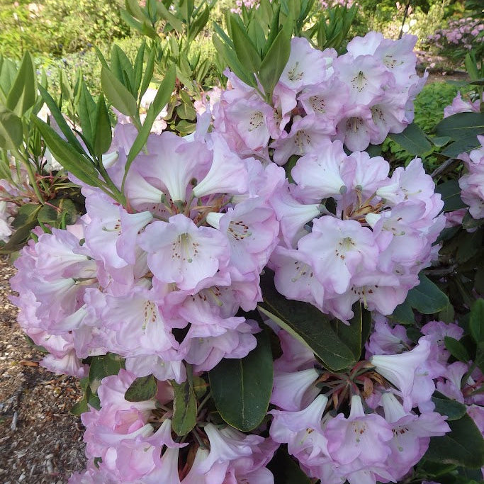 Rhododendron 'Naomi Nautilus'