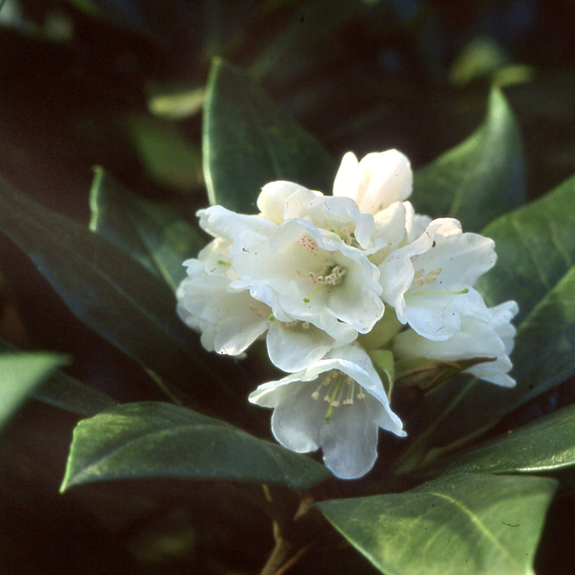 Rhododendron agganiphum var. aganniphum