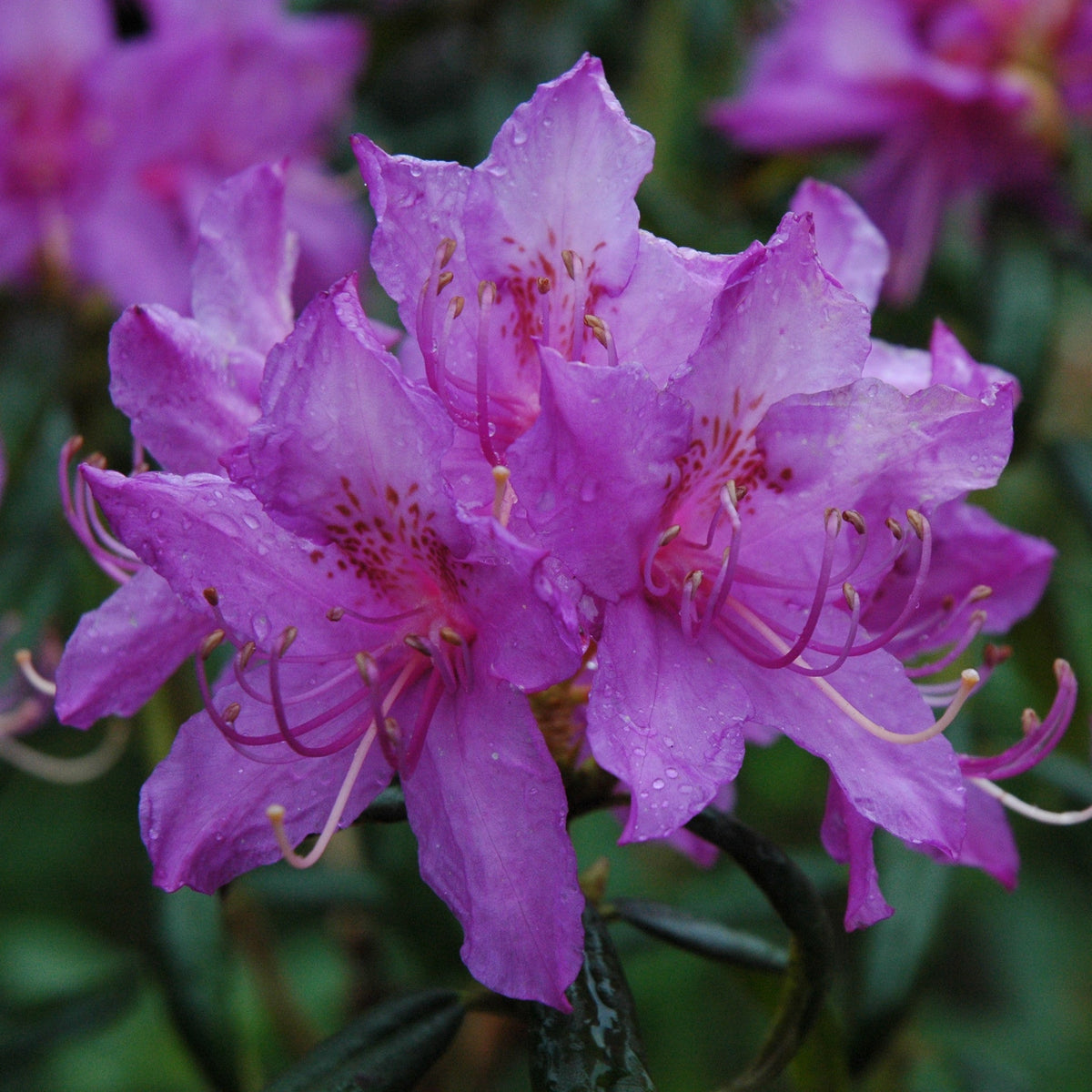 Rhododendron polylepis  SEH