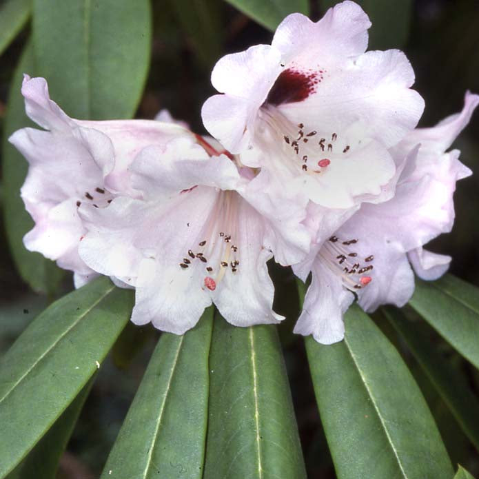 Rhododendron praevernum