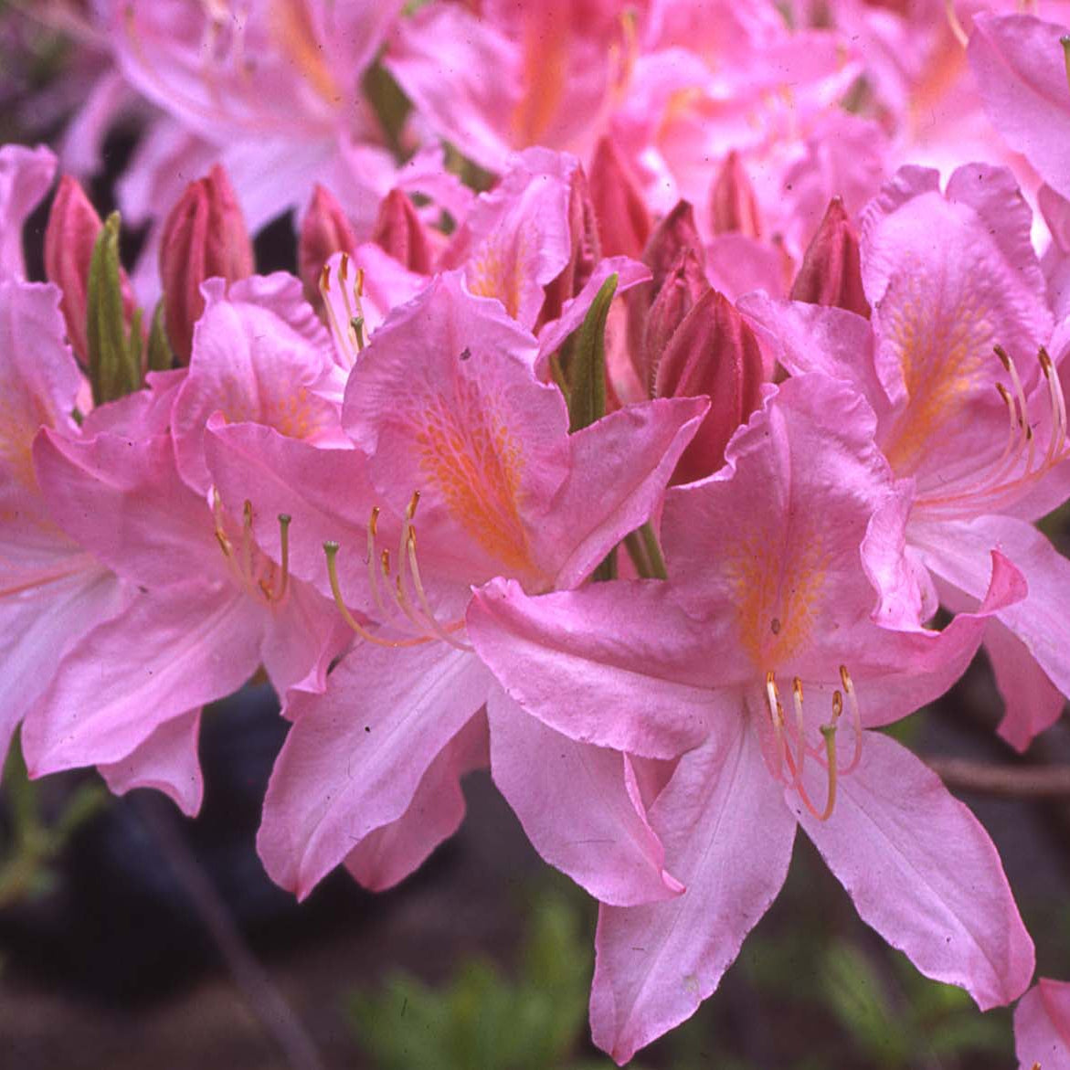 Rhododendron 'Marie Hoffman'