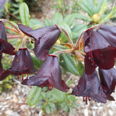 Rhododendron sanguineum ssp. didymum  DGEY