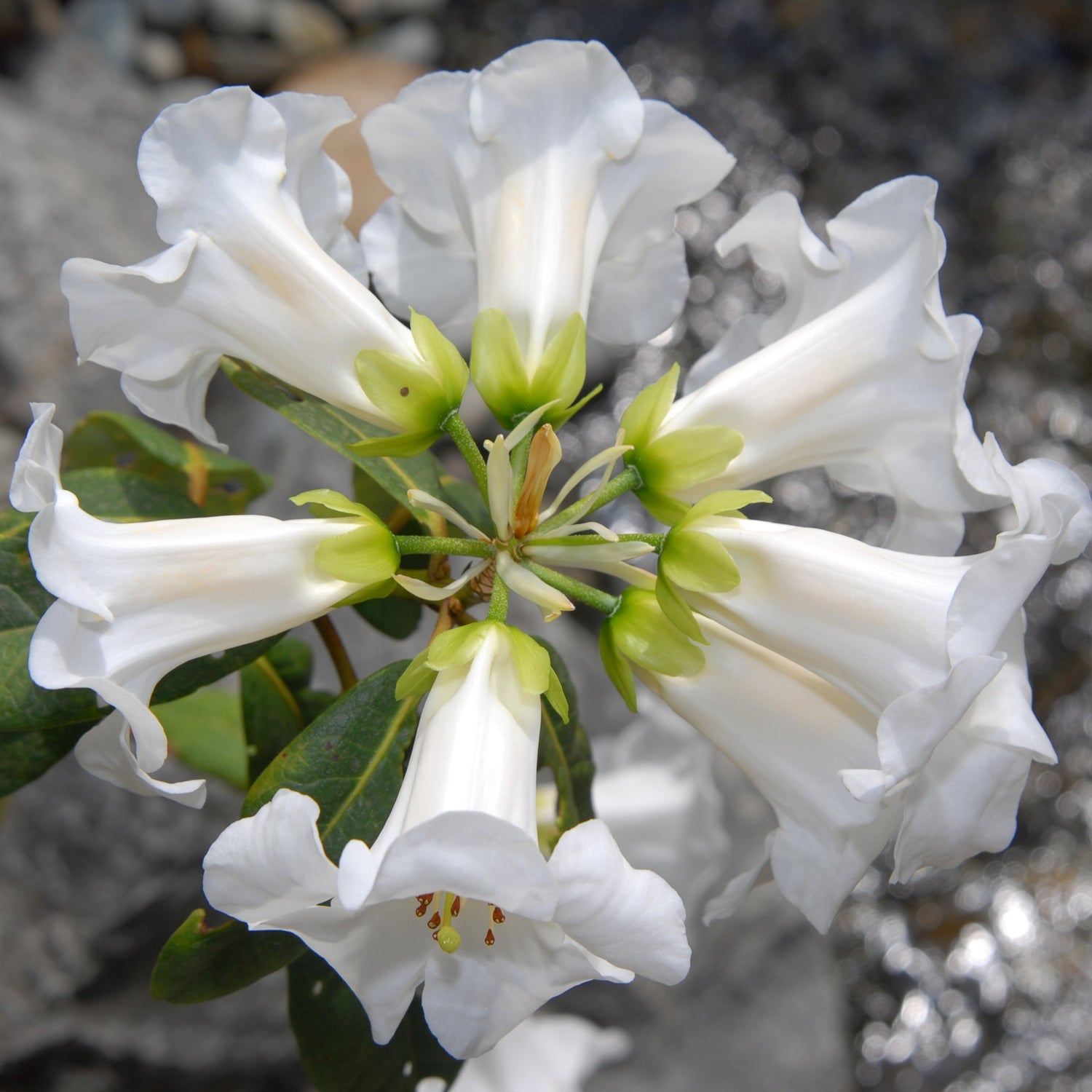 Rhododendron taggianum  (ex. CCHH