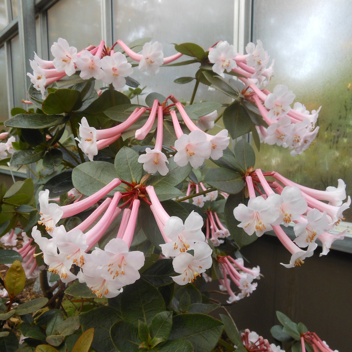 Rhododendron tuba