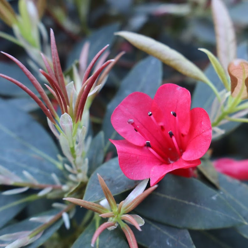 Rhododendron viallii  1981/078