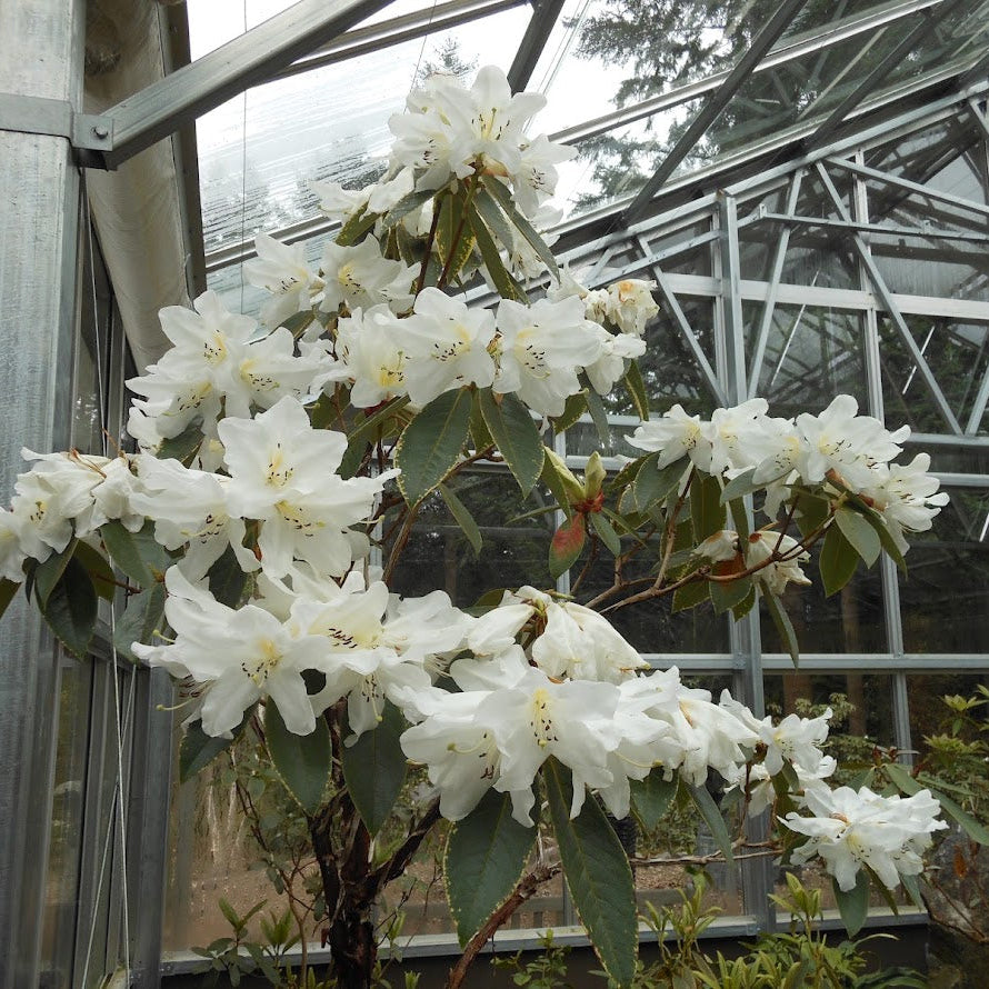 Rhododendron walongense  2005/253  HECC