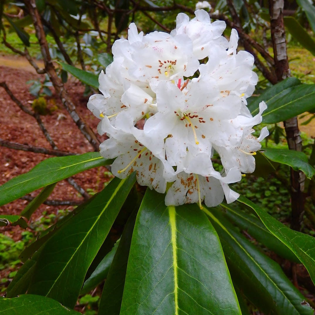 Rhododendron watsonii  JN