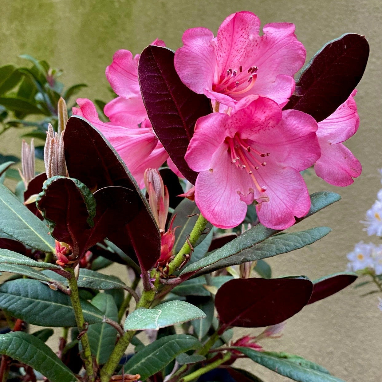 Rhododendron 'Wine & Roses’ 