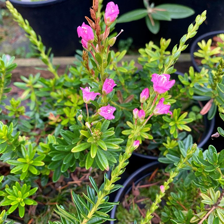 × Phylliopsis 'Pinocchio'